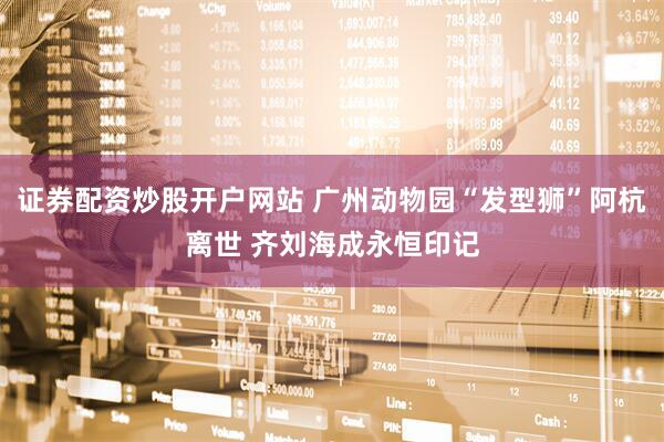 证券配资炒股开户网站 广州动物园“发型狮”阿杭离世 齐刘海成永恒印记